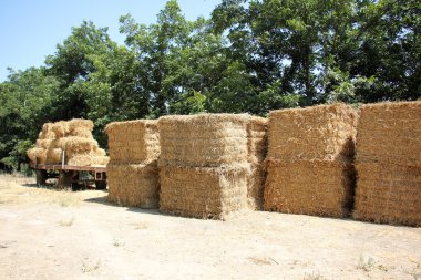 Kuru, sıkıştırılmış saman       