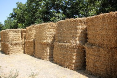 Kuru, sıkıştırılmış saman       