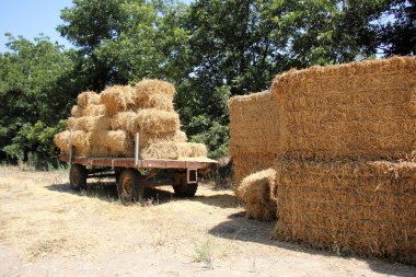 Kuru, sıkıştırılmış saman       