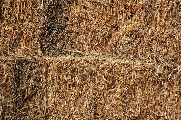 Dry, compressed straw — Stock Photo, Image