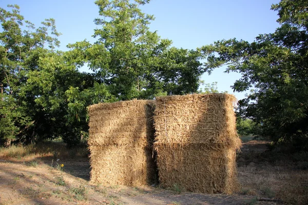 Kuru, sıkıştırılmış saman       