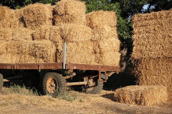 Kuiva, tiivistetty olki — kuvapankkivalokuva