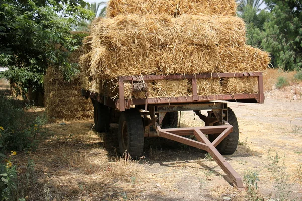 Ξηρό, συμπιεσμένο άχυρο — Φωτογραφία Αρχείου