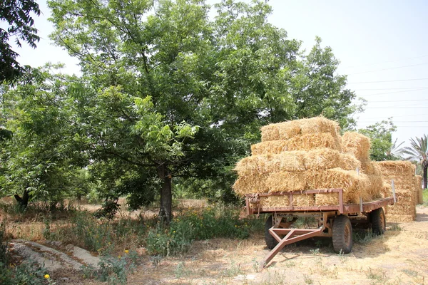 Kuru, sıkıştırılmış saman       