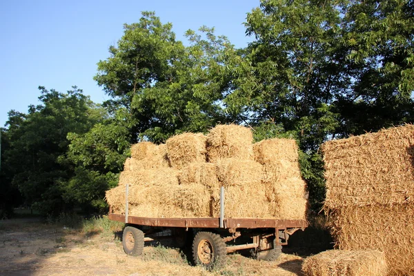 Torr, komprimerad halm — Stockfoto