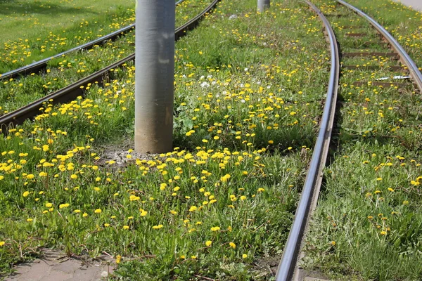 古い鉄道の線路 — ストック写真