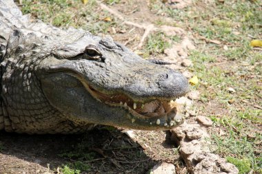 Timsah odasında yaşıyor         