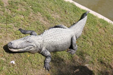 Timsah odasında yaşıyor         