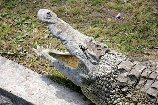 Crocodilo vive no berçário — Fotografia de Stock
