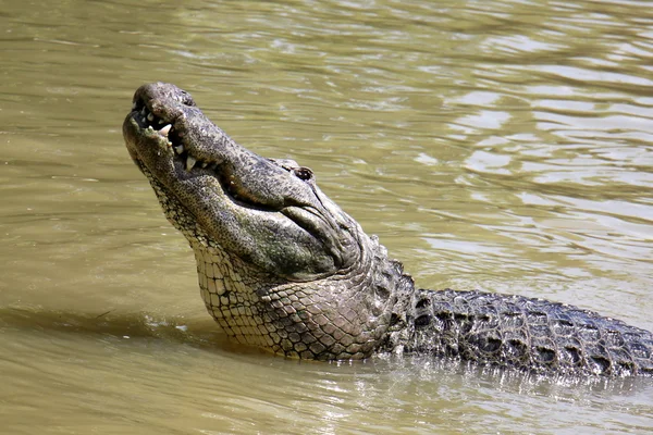 Krokodil él a gyerekszobában — Stock Fotó