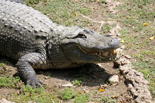 Krokodýl žije v dětském pokoji — Stock fotografie