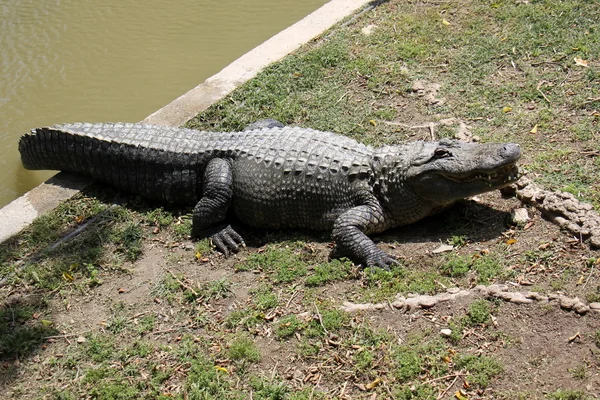 Krokodil él a gyerekszobában — Stock Fotó