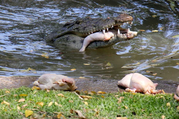 Крокодил живе в розпліднику — стокове фото