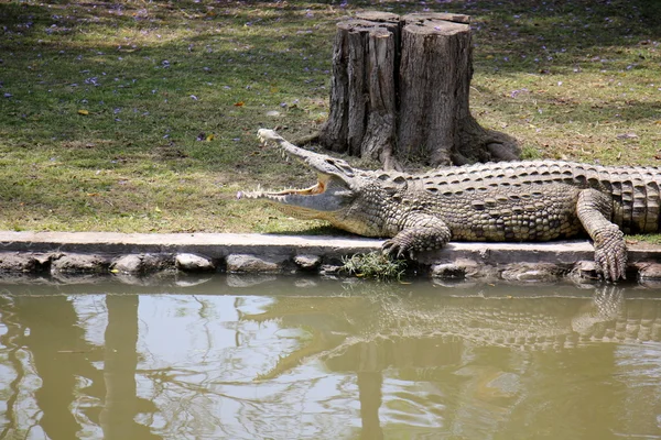 Crocodile vit dans la pépinière — Photo
