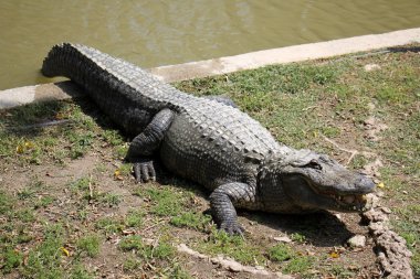 Timsah odasında yaşıyor         