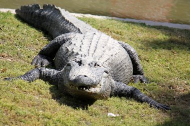 Timsah odasında yaşıyor         