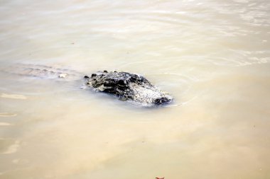 Timsah odasında yaşıyor         
