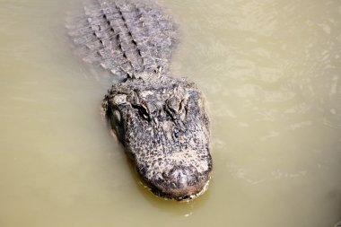 Timsah odasında yaşıyor         