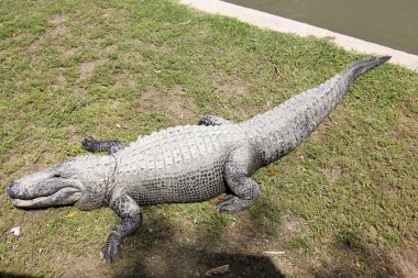 Timsah odasında yaşıyor         