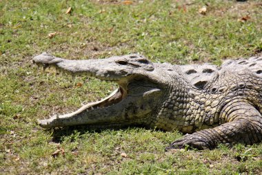 Timsah odasında yaşıyor         