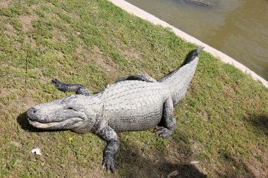 Timsah odasında yaşıyor         