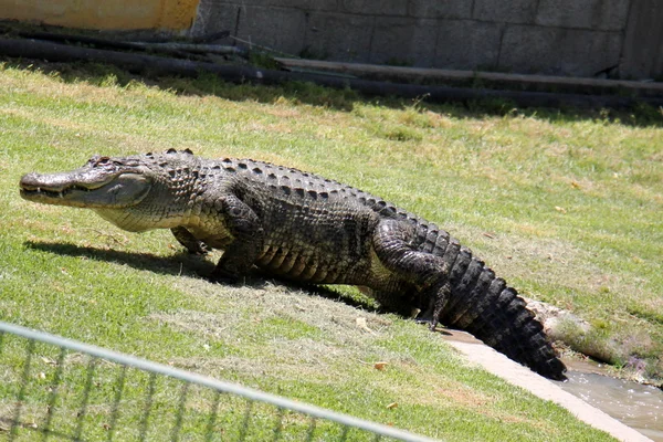 Krokodil él a gyerekszobában — Stock Fotó