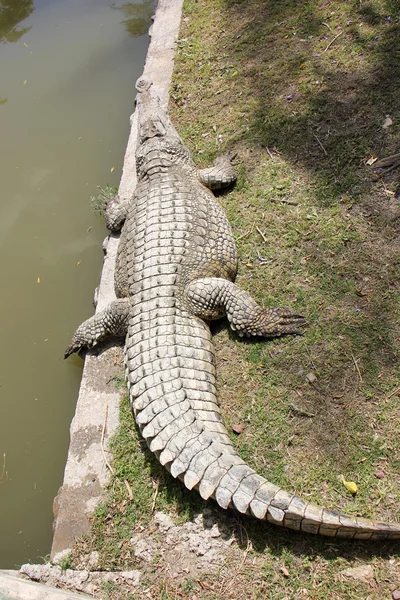 Krokodil lebt im Kinderzimmer — Stockfoto