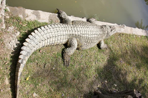 Krokodil leeft in de kinderkamer — Stockfoto