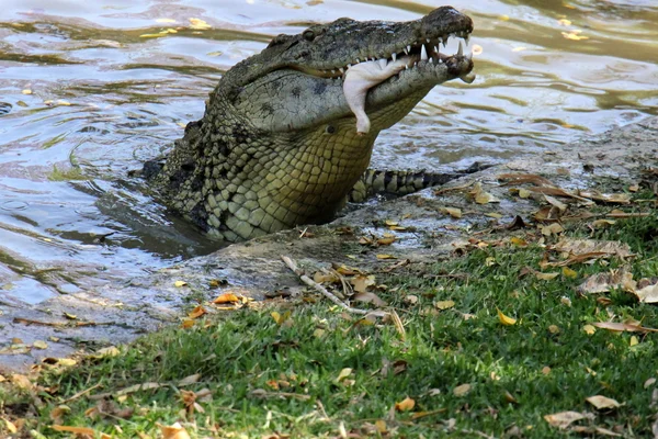 Krokodil leeft in de kinderkamer — Stockfoto