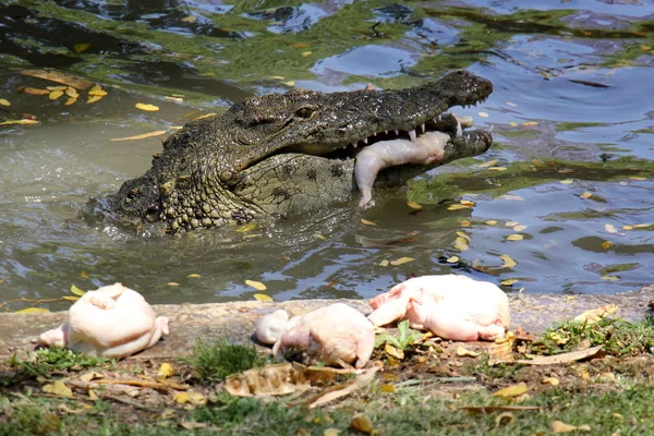 Krokodil bor i barnkammaren — Stockfoto