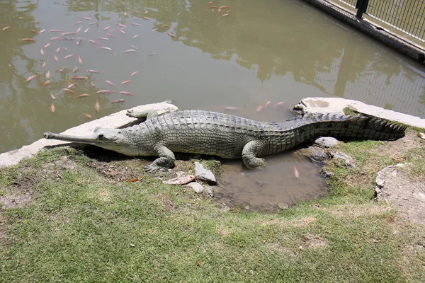 Crocodile lives in the nursery — Stock Photo, Image