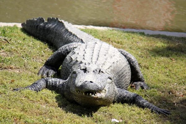 Crocodile lives in the nursery — Stock Photo, Image