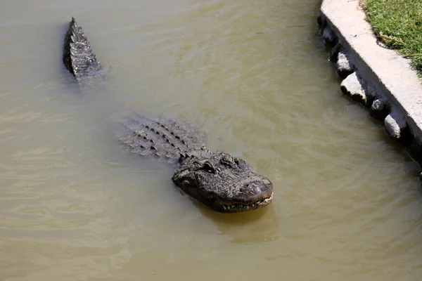 Crocodile vit dans la pépinière — Photo