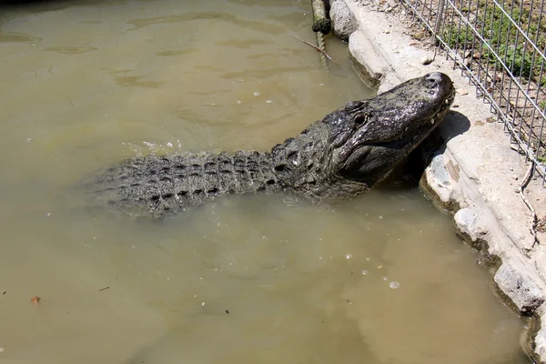 Crocodile lives in the nursery — Stock Photo, Image