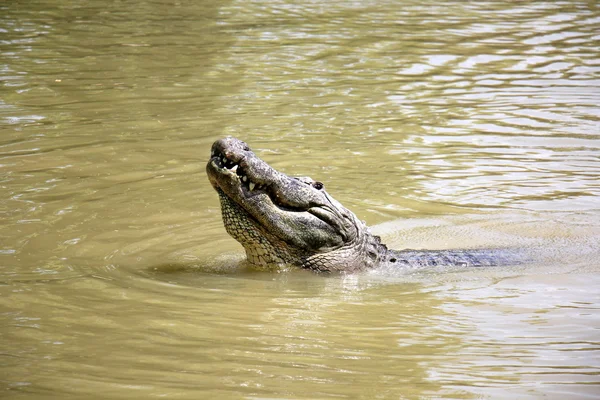 Crocodile lives in the nursery — Stock Photo, Image