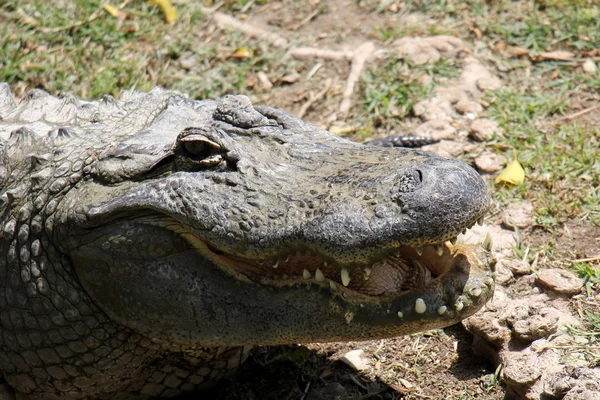 Cocodrilo vive en el vivero — Foto de Stock