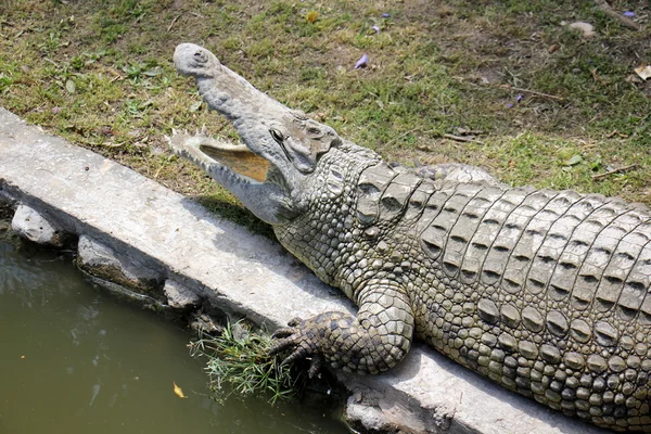 Krokodil leeft in de kinderkamer — Stockfoto