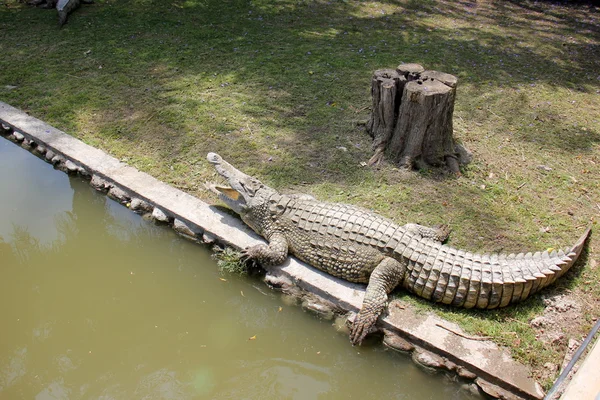 Crocodile lives in the nursery — Stock Photo, Image