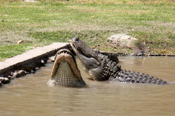 Crocodile lives in the nursery — Stock Photo, Image