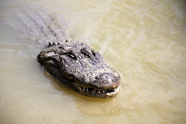 Krokodil él a gyerekszobában — Stock Fotó