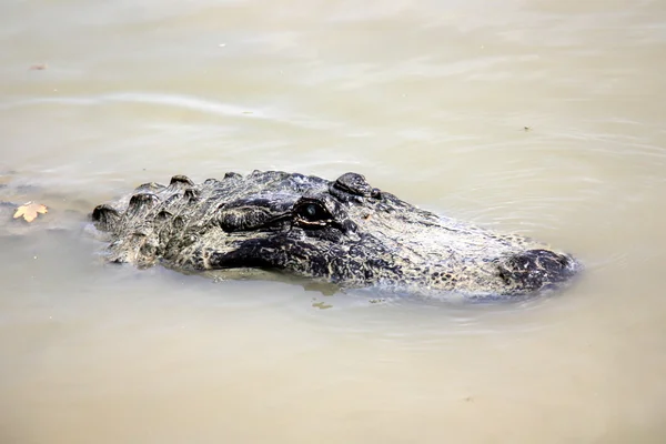 Crocodilo vive no berçário — Fotografia de Stock