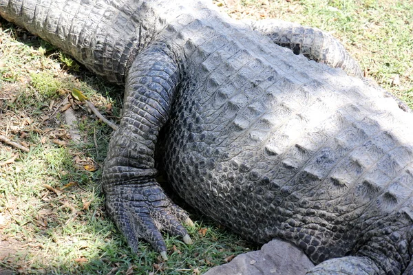 Крокодил живет в детской. — стоковое фото