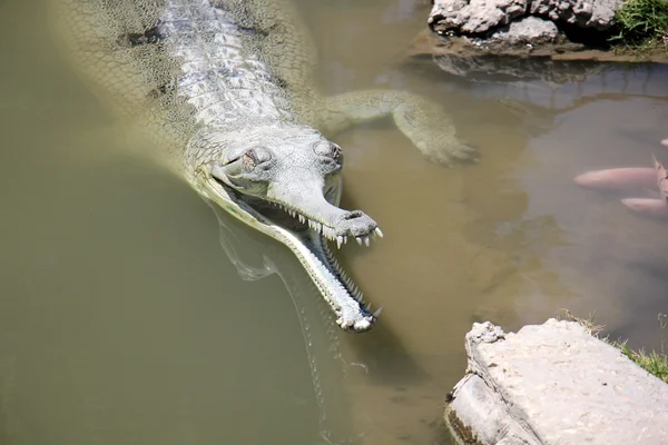 Crocodile vit dans la pépinière — Photo