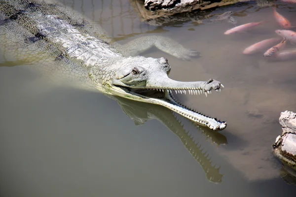 Crocodile lives in the nursery — Stock Photo, Image