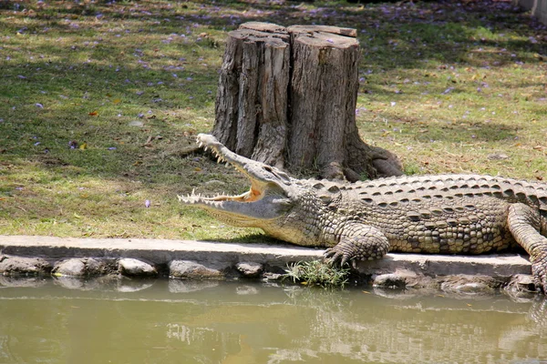 Crocodile lives in the nursery — Stock Photo, Image