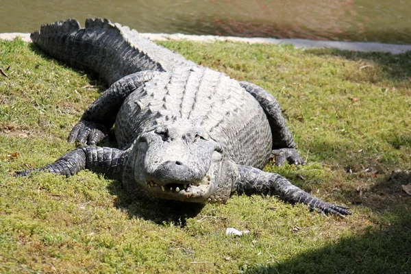 Crocodilo vive no berçário — Fotografia de Stock