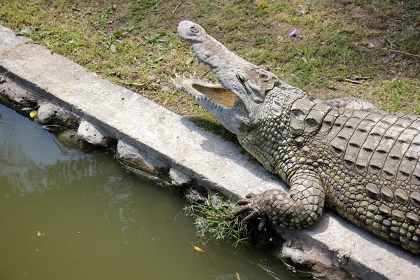 Krokodil lebt im Kinderzimmer — Stockfoto