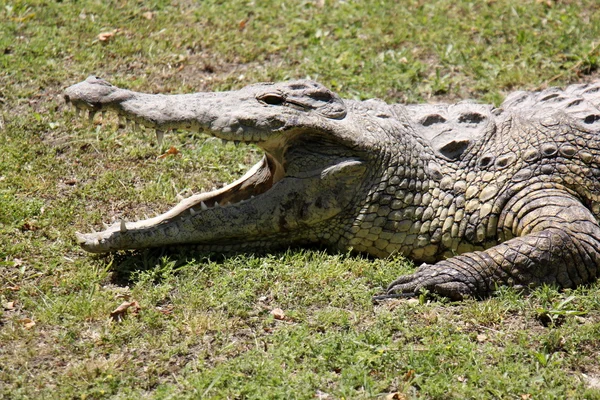 Crocodilo vive no berçário — Fotografia de Stock