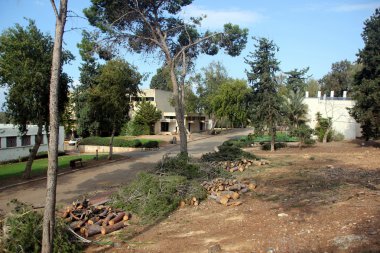 yakacak odun için sawed ağaçlar        