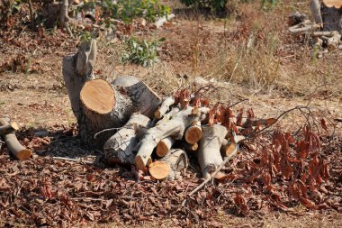 yakacak odun için sawed ağaçlar        